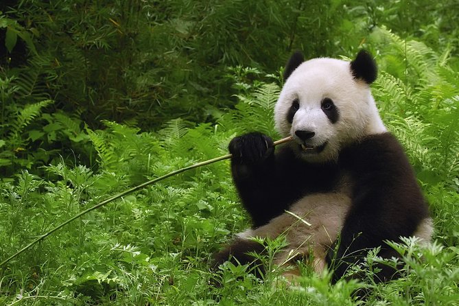All-inclusive Day Tour: Mutianyu Great Wall & Beijing Panda Zoo with Local Lunch - Mutianyu Great Wall: why this section feels different