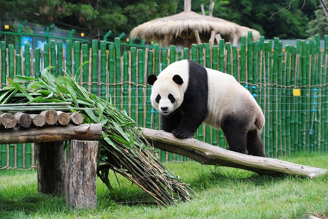 Beijing Historical Tour II including Summer Palace, Lama Temple & Panda Garden - Summer Palace (Yiheyuan) grounds: imperial strolls and the boat question