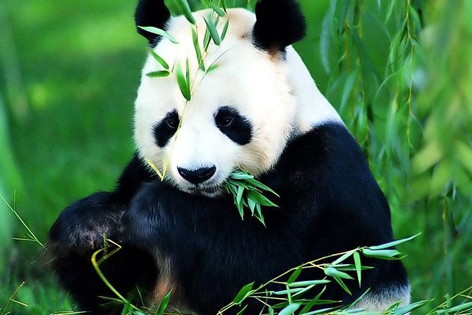 Beijing Historical Tour II including Summer Palace, Lama Temple & Panda Garden - Lama Temple (Yonghegong): Tibetan Buddhism without the long flight