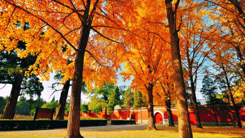 Beijing: JingShan park (palace museum garden) entry ticket - Wanchun Pavilion: The Reason Many People Come