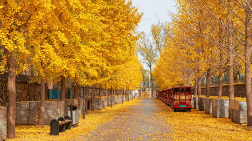 Beijing: Old Summer Palace Ruins Park Admission Ticket - Timing windows: peak vs off-peak hours and how to use them