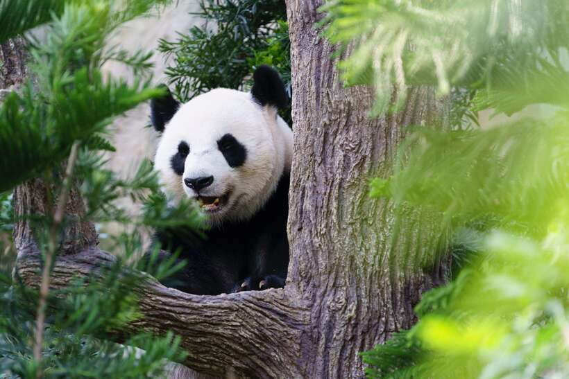 Beijing: Panda House Ticket (Zoo) new activities for 2026 - Beijing Zoo Panda House: What You’re Actually Buying
