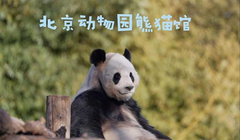 Beijing: Panda House Ticket (Zoo) new activities for 2026 - Beyond the Panda House: Rare Wildlife and How to Prioritize