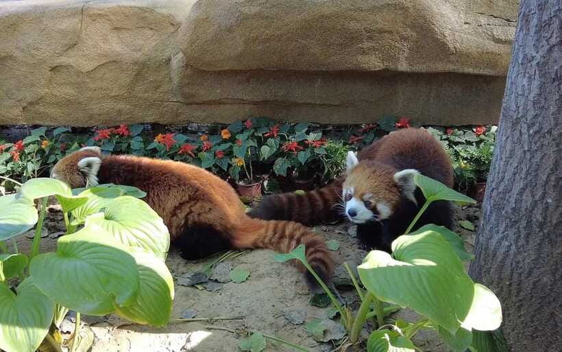 Beijing: Panda House Ticket (Zoo) new activities for 2026 - Logistics You Should Get Right: QR Code, Meeting Clarity, and Prep