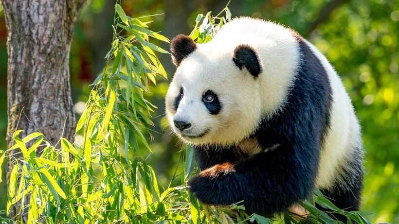 Beijing: Panda House Ticket (Zoo) new activities for 2026 - FAQ
