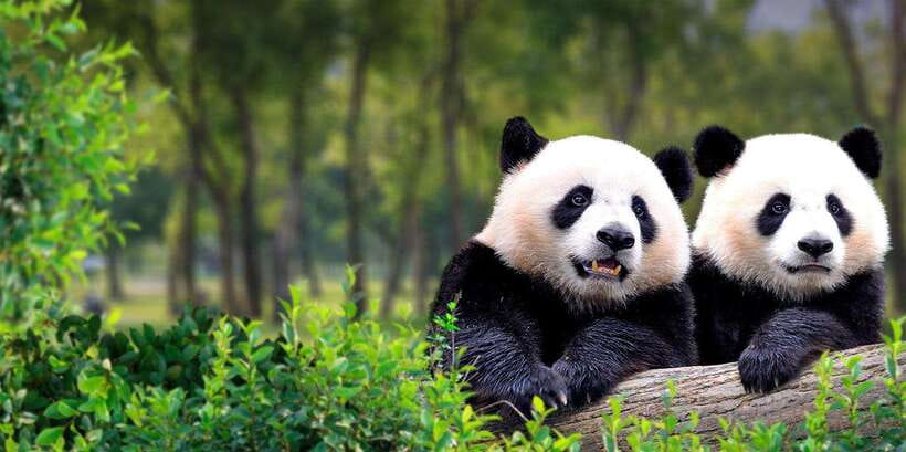 Beijing: Panda House w/Great Wall or City Sites Private Tour - Key things I’d watch for