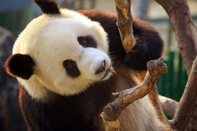 Beijing: Panda House w/Great Wall or City Sites Private Tour - Customized day after pandas: match the afternoon to your interests