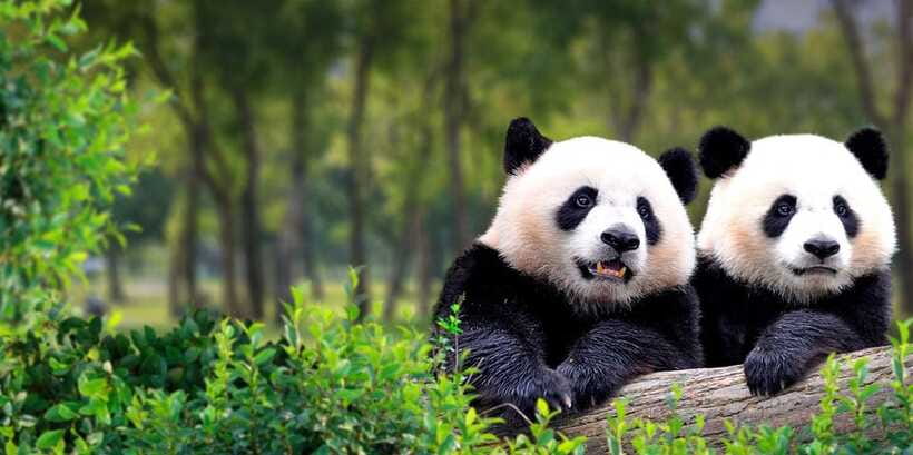 Beijing: Panda House w/Great Wall or City Sites Private Tour - Lunch and pacing in a 7–8 hour day