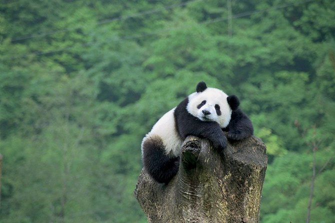 Beijing Private Tour:Mutianyu/Badaling Great Wall and Panda House - One private car, two iconic stops: how this day actually feels