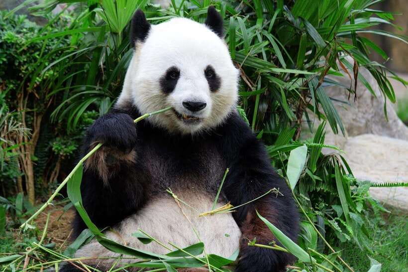 Beijing Private Tour: Summer Palace, Panda House and Options - Key Points at a Glance