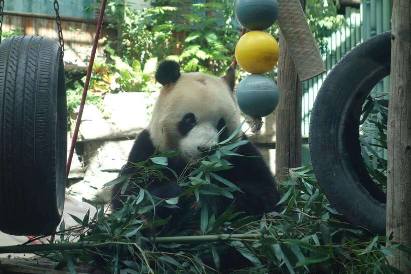 Beijing Private Tour: Summer Palace, Panda House and Options - Metro Transfer vs Private Car: Comfort, Time, and Your Energy
