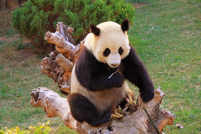 Beijing Private Tour to Temple of Heaven, Panda House and Summer Palace - Panda House in the Morning: Cute, Calm, and Often Faster Than You Think
