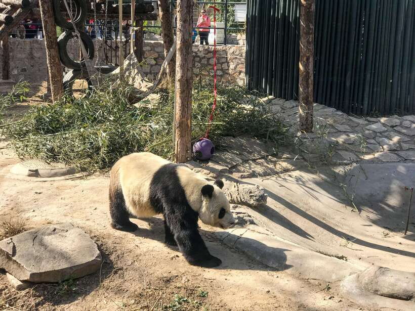 Beijing:Summer Palace Private/Group Tour or book Ticket Only - Long Corridor and Kunming Lake: your best photo and walking payoff