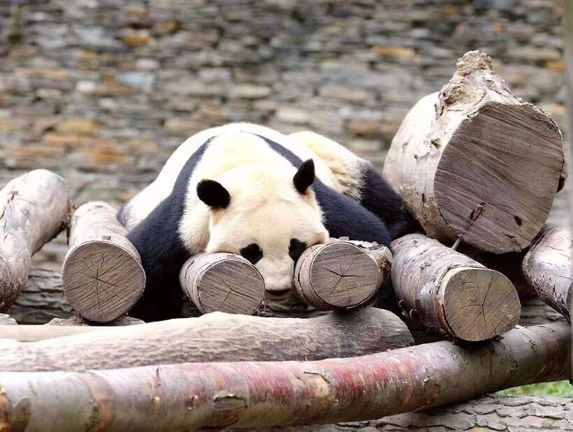 Beijing: The Beijing Zoo Entry Ticket with Pandas - Key things to know before you go