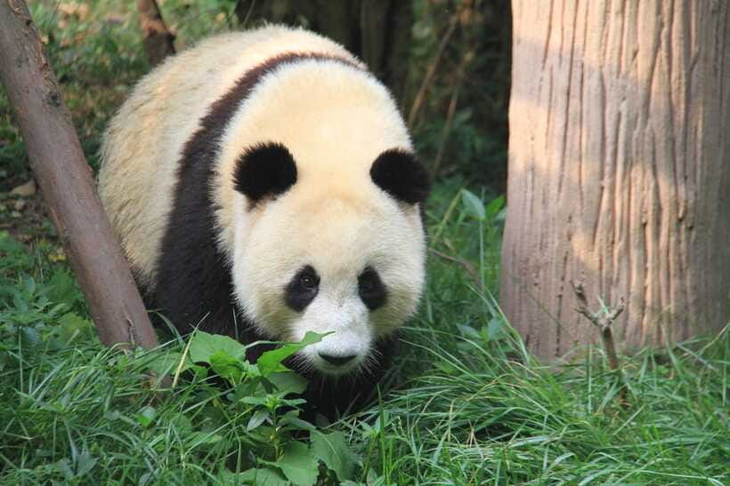Beijing: The Beijing Zoo Entry Ticket with Pandas - Comfort details: staying sane during a big zoo day