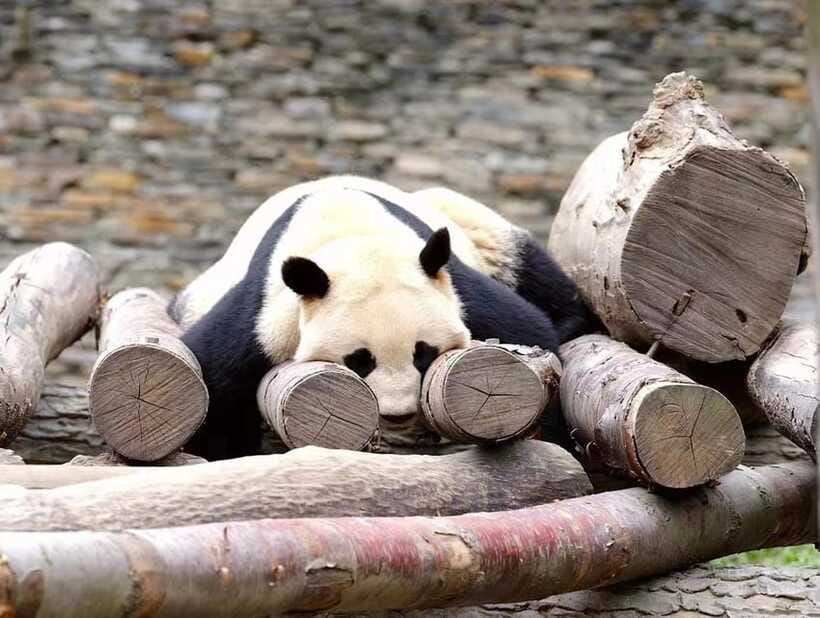 Beijing: The Beijing Zoo Entry Ticket with Pandas - Beijing Zoo entry route: Subway Line 4 to Dong wu yuan (Exit B)