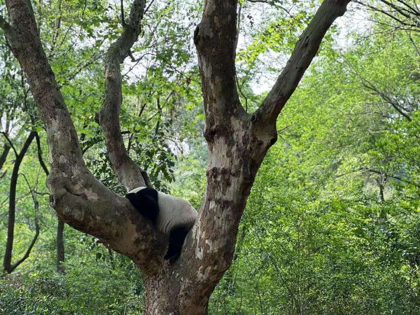 Beijing: The Beijing Zoo Entry Ticket with Pandas - How to navigate the day without getting tangled
