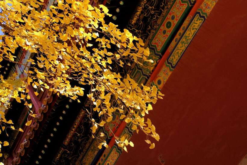 Forbidden City Of Beijing Tickets Booking And Other Option - Value check: who this booking fits best (and who should think twice)
